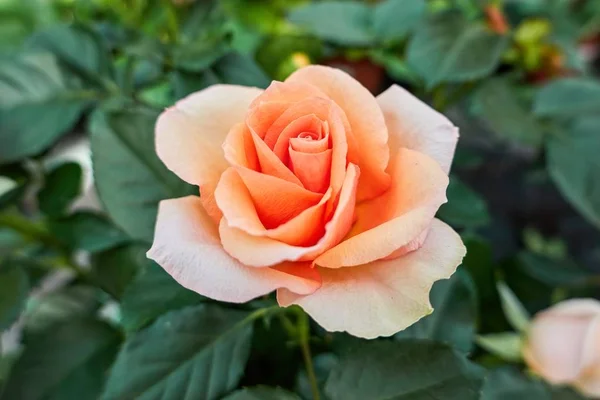 Rosa Naranja Creciendo Jardín — Foto de Stock