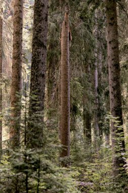 ormanda dizilmiş uzun çam
