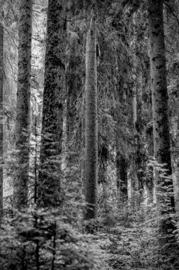 ormanda dizilmiş uzun çam