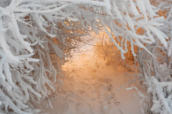 Túnel de ramos cobertos de neve — Fotografia de Stock