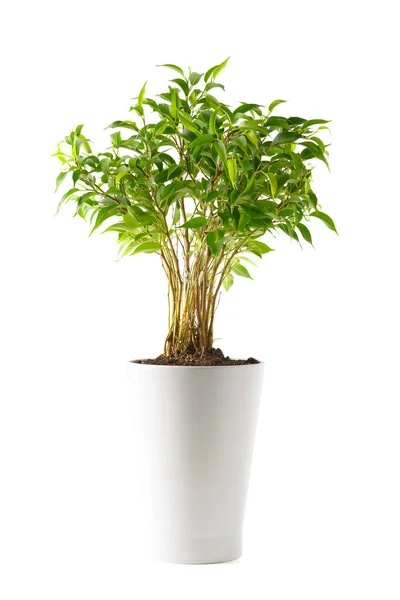Ficus im weißen Topf — Stockfoto