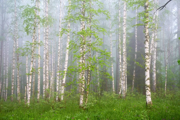 Mattina in foresta di betulla in nebbia densa — Foto Stock
