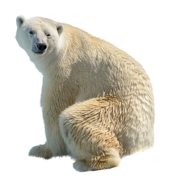 White bear — Stock Photo, Image