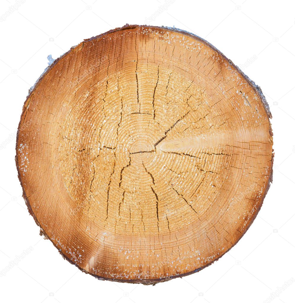 tree in a cut on a white background