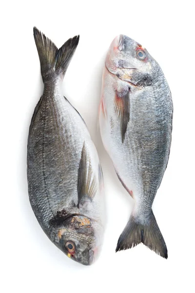 Ryby na białym tle na białym tle — Zdjęcie stockowe