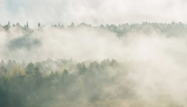 Aube brumeuse dans les ruisseaux de cerfs du parc national — Photo