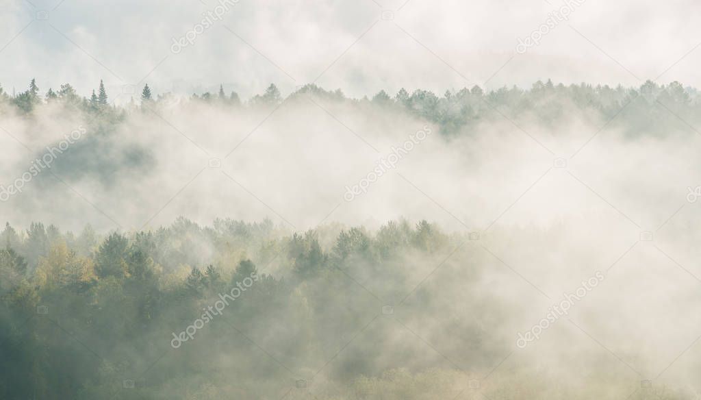 misty dawn in the national park deer streams