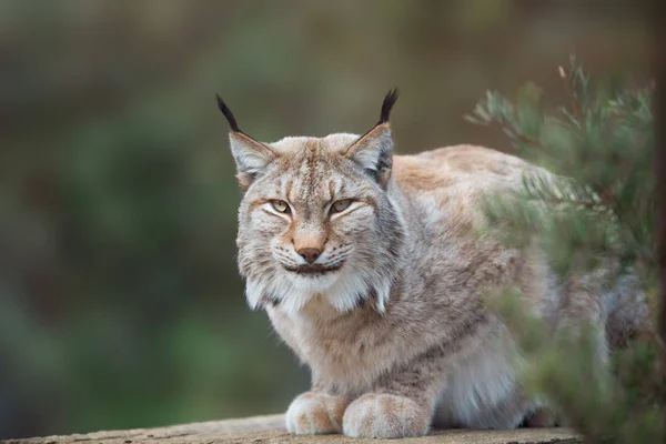Gato selvagem Lynx no habitat da floresta natural — Fotografia de Stock