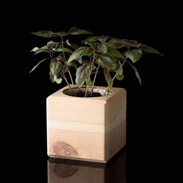 Bazalka v dřevěné nádobě, izolovaná na černém pozadí — Stock fotografie