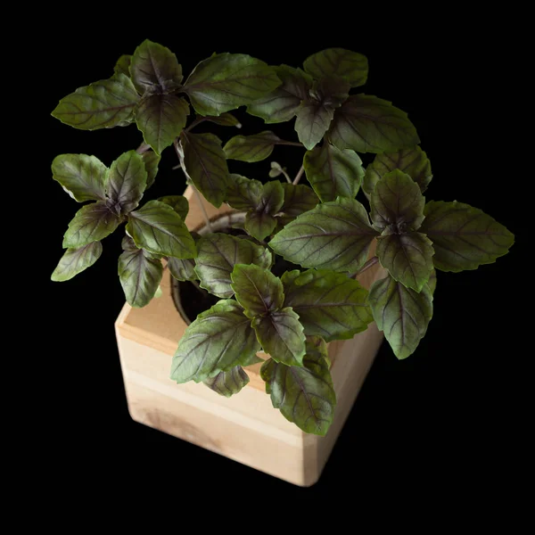 Albahaca en una olla de madera, aislada sobre un fondo negro —  Fotos de Stock