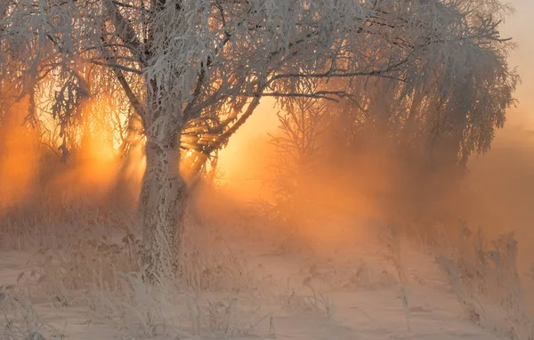 Alvorada bela manhã na floresta de inverno com incríveis raios de sol — Fotografia de Stock