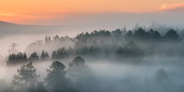 Panorama eines nebligen Morgens im Wald — Stockfoto