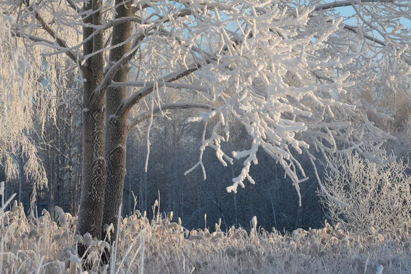 Branches in the frost in the forest on a cold winter morning