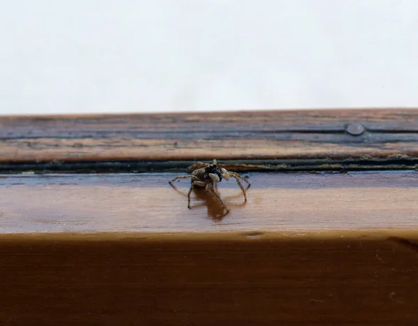 Spider Animalia Arthropoda Chelicerata Arachnomorpha Arachnida Araneae — Stock Photo, Image