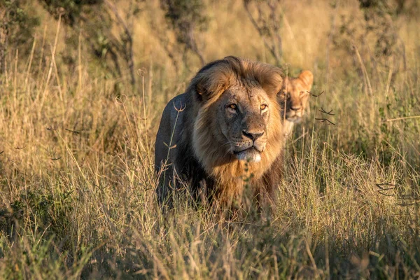 Двох Левів Ходьба Траві Чобе Національний Парк Ботсвани — стокове фото