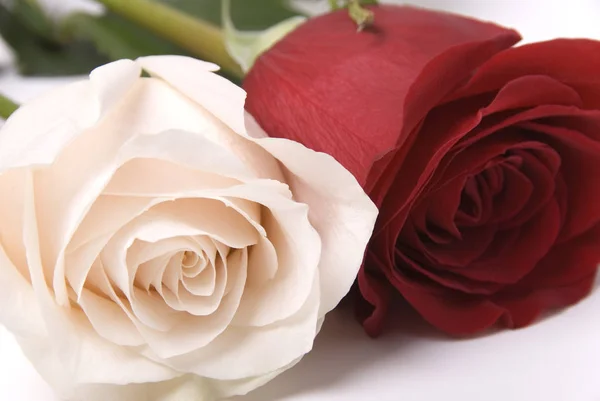Dos Flores Belleza Rosas Rojas Blancas — Foto de Stock