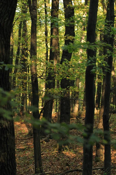 Изображение Деревьев Осеннем Лесу — стоковое фото