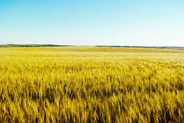 Campo Trigo Inmaduro Sobre Fondo Cielo Azul — Foto de Stock