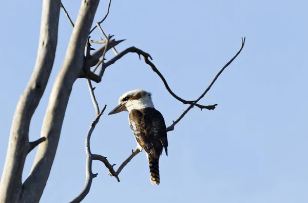 Divoká Domorodá Australská Kookaburra Dacelo Novaeguineae Slunečným Třpytem Oku Větvičku — Stock fotografie