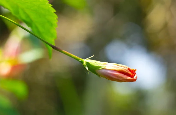 Closeup Budding Red Hibiscus Flower — Stock Photo, Image