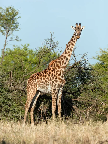 Giraffe Auf Savanne Vollsicht Safari Der Serengeti Tansania Afrika — Stockfoto