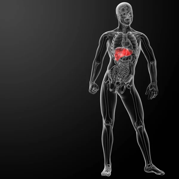 肝臓の レンダリングされた図 — ストック写真