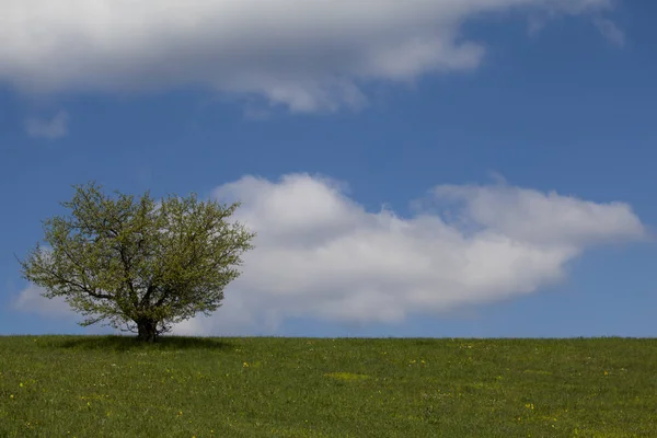 Árvore Solitária Céu Azul — Fotografia de Stock