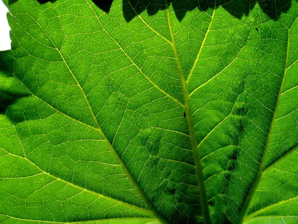 Hoja Verde Sobre Fondo Primer Plano —  Fotos de Stock