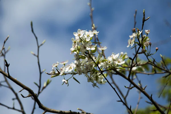 Der Blühende Apfelbaum Erfreut Die Menschen Den Blumen Und Zukünftigen — Stockfoto