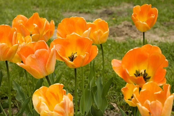 Pomarańczowe Tulipany Zielona Trawa Ogrodzie — Zdjęcie stockowe