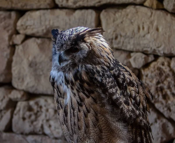 Uzavření Ptáka Selektivní Zaměření — Stock fotografie