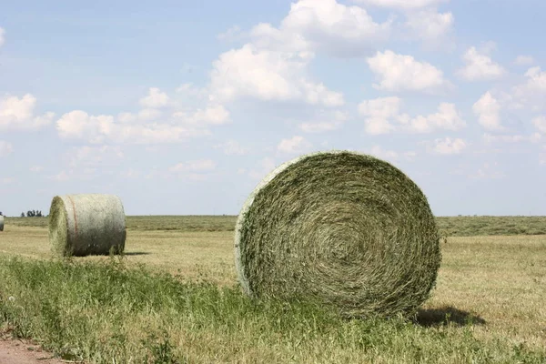 Balle Fieno Sparato Vicino Che Sono Erba Medica Balle Rotonde — Foto Stock