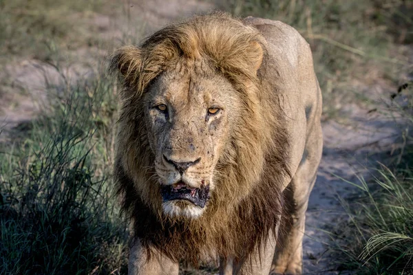 Великий Самця Лева Прогулянки Відношенню Камери Чобе Національний Парк Ботсвани — стокове фото
