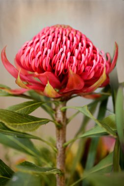 The waratah is a showy flower and the NSW floral emblem. clipart