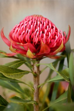 The waratah is a showy flower and the NSW floral emblem. clipart