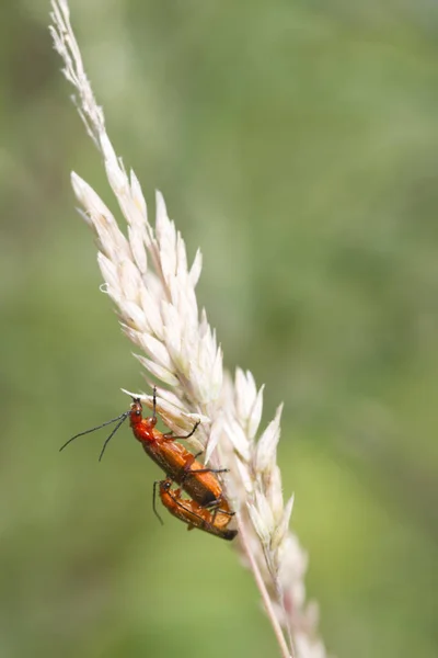 딱정벌레 Rhagonycha 줄기에 — 스톡 사진