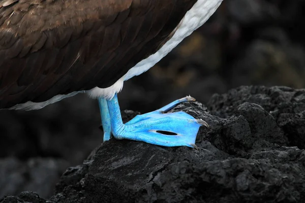 Mavi Ayaklı Bubi Sula Nebouxii Galapagos Ekvador — Stok fotoğraf
