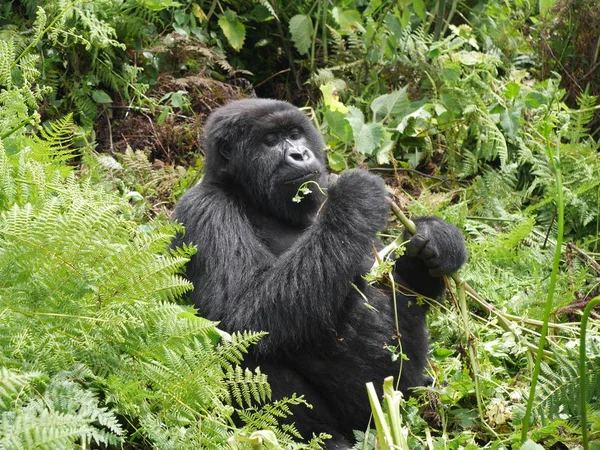 Mountain Gorilla Sabyniyo Ryhmästä Virungan Kansallispuistossa Musanzen Lähellä Ruandassa — kuvapankkivalokuva