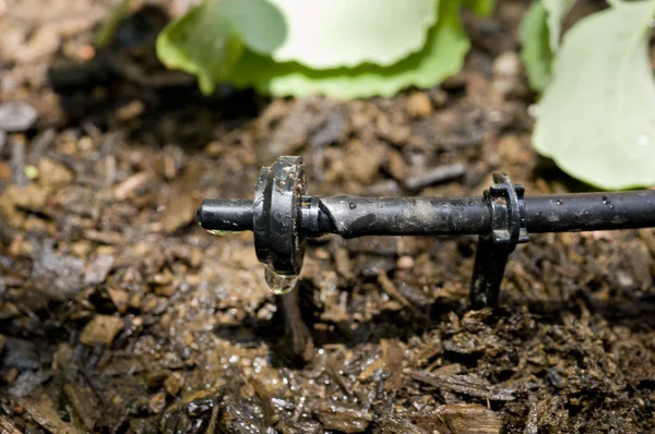 Gotejador Sistema Irrigação Por Gotejamento — Fotografia de Stock