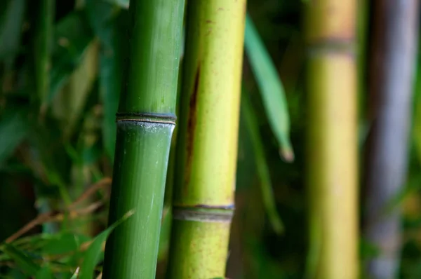 Zen Bamboe Bos Groene Achtergrond — Stockfoto