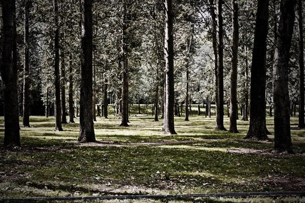 Wald Milton Keynes Baum Mit Weißen Blüten Zur Sommerzeit — Stockfoto