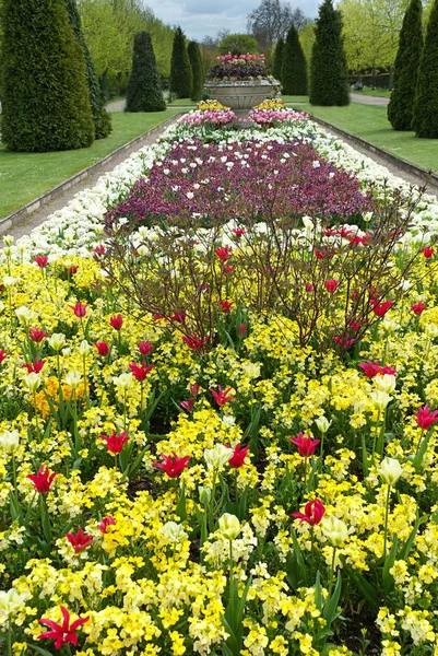 Krásné Tulipány Zahradě Zblízka — Stock fotografie