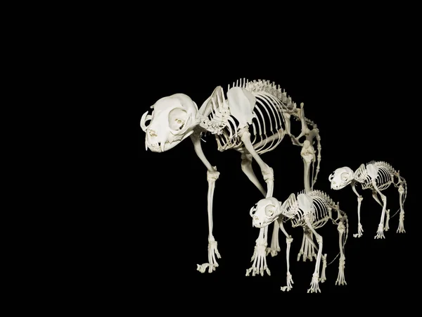 Esqueleto Gato Doméstico Felis Catus — Fotografia de Stock