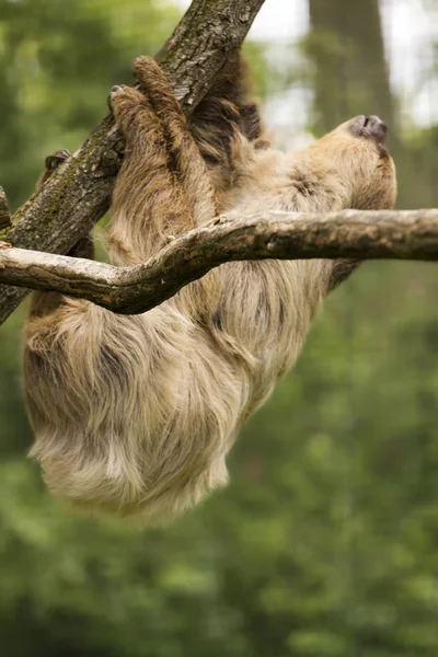 Bradipo Pende Dai Rami Degli Alberi Masticando Vegetazione — Foto Stock