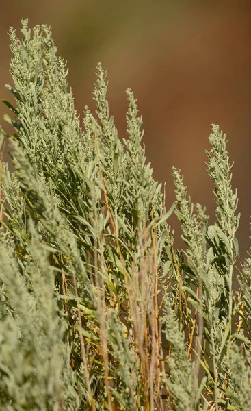 Primer Plano Planta Pincel Salvia Desierto Utah — Foto de Stock