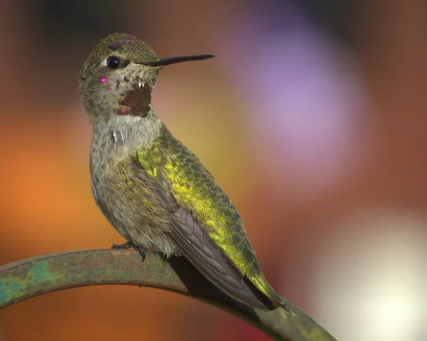 Koliber Jest Wznosi Patrząc Kamerę Kolorowy Obraz Dzień — Zdjęcie stockowe