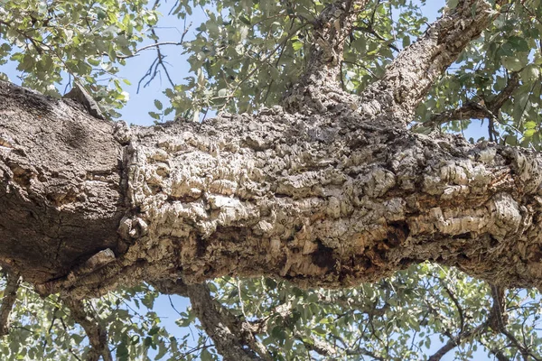 Wydobycia Cork Nagi Tułów Drzewa Korkowego — Zdjęcie stockowe