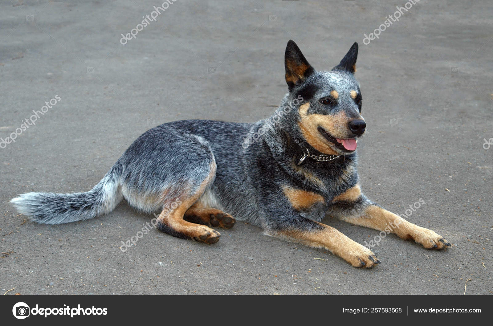 Australlian Cattle Dog Lying Grey Sealing — Stock Photo