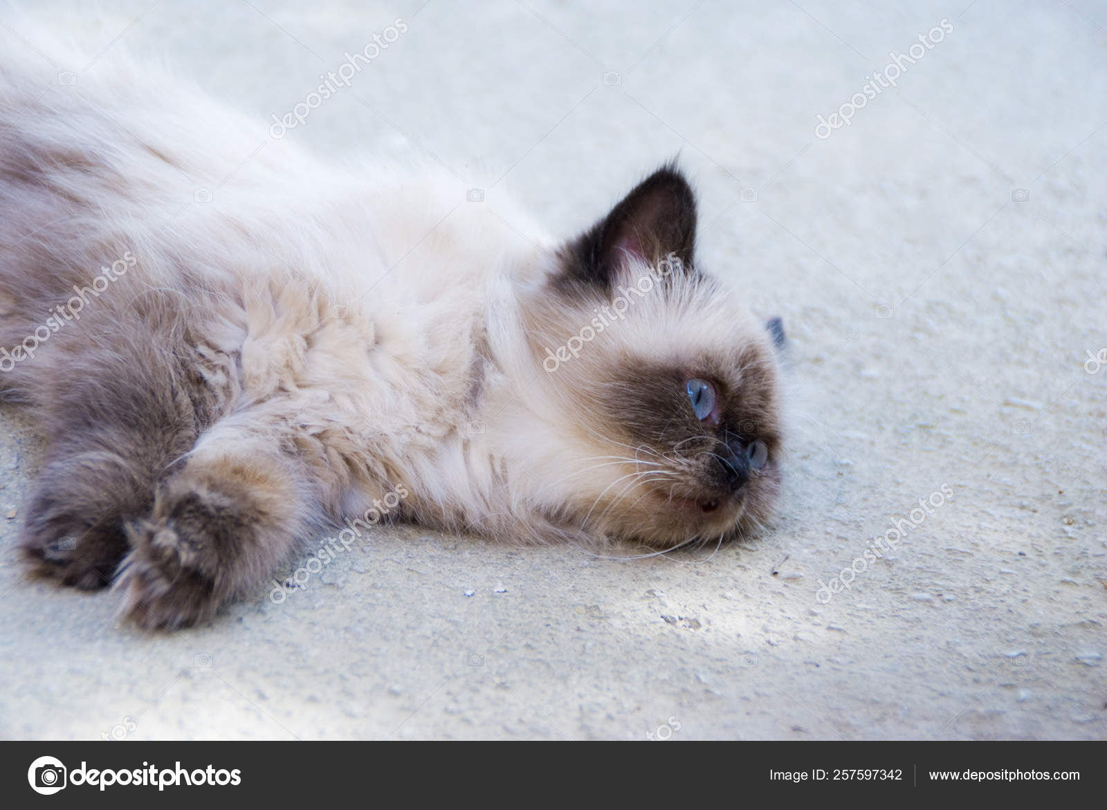 Hermoso Gato Persa Del Himalaya Con Ojos Azules Brillantes Color — Foto de  stock #257597342 © YAYImages, image size:1600x1171