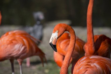 Focus on a single flamingo among the flock clipart